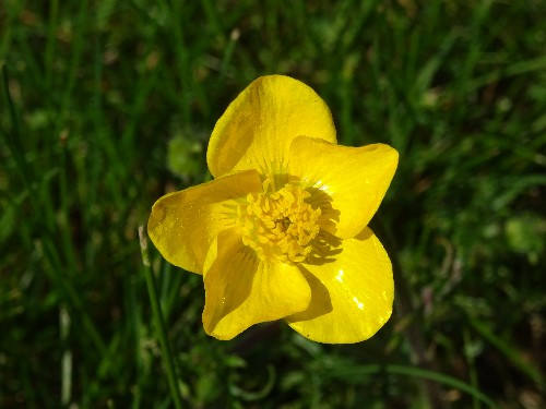 A yellow buttercup with blurred background