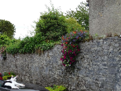 A cat raising her head to look at the camera lying down on a car under a display of flowers