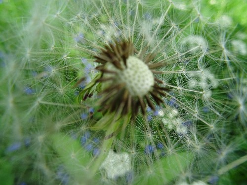 A dandelion up close, showing an new perspective due to blockages in view