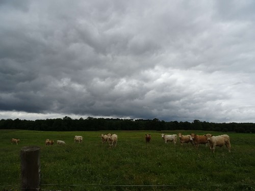 Very atmospheric heavy pressure coming from a cloudy sky bringing the cows to stand to attention