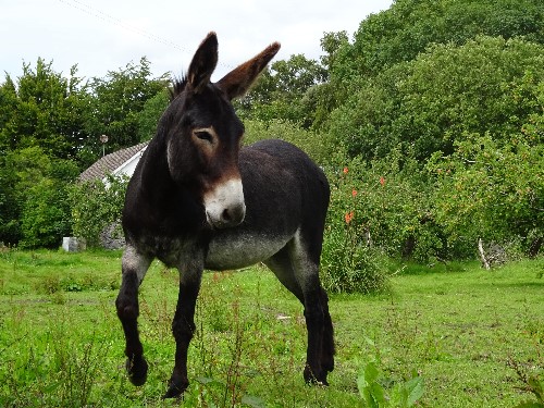 A donkey posing a dance move on the background of Tipperary countryside with flowers in the backdrop