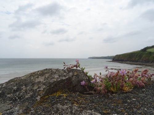 Tramore beach from behind a flowered wall