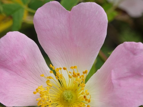 Heart shaped flower in the colour pink