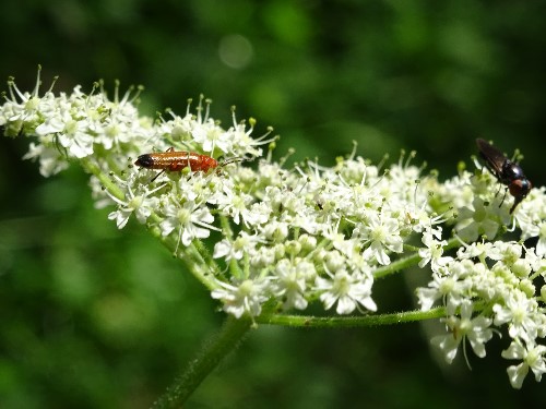 An up close image of an insect foraging