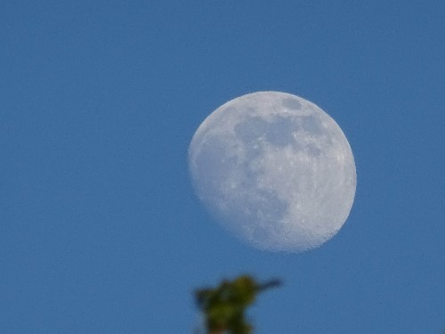 The moon with sunglasses on, getting a thumbs up from a tree branch