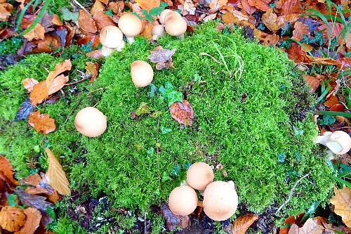 A mushroom & moss covered rock in Portumna forest