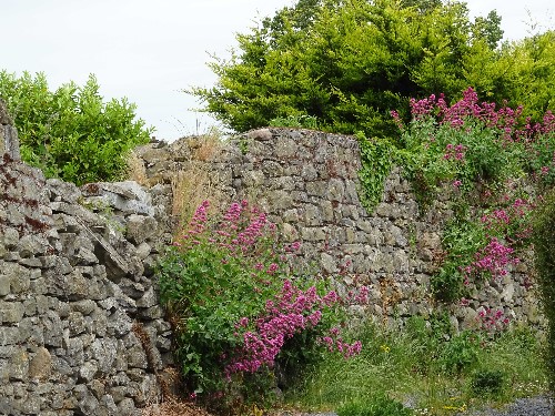 A wall being overtaken with beautiful flowers as an example that nature will always win