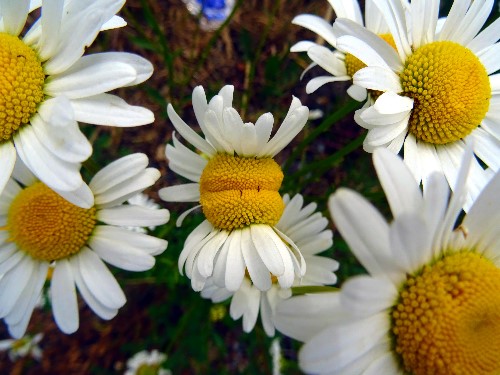 A Shasta daisy up close, looking like it is smiling