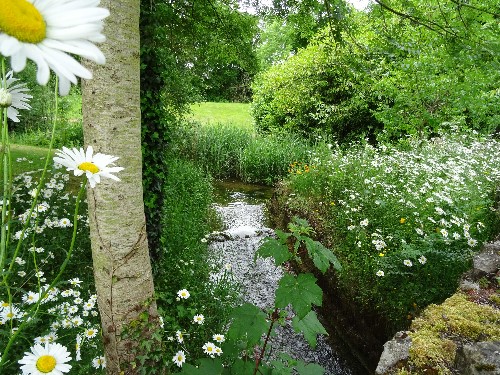 A Shasta Daisy on the top left corner appearing as it is shining like the sun