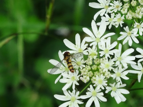 Syrphid fly foraging