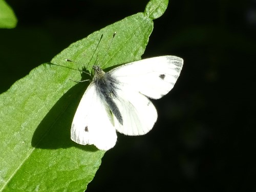Up close image of a butterfly sitting on a dark green leaf