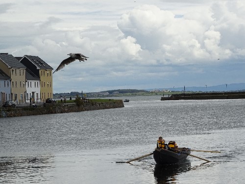 A bird touching flying over a boat on the river Corrib
