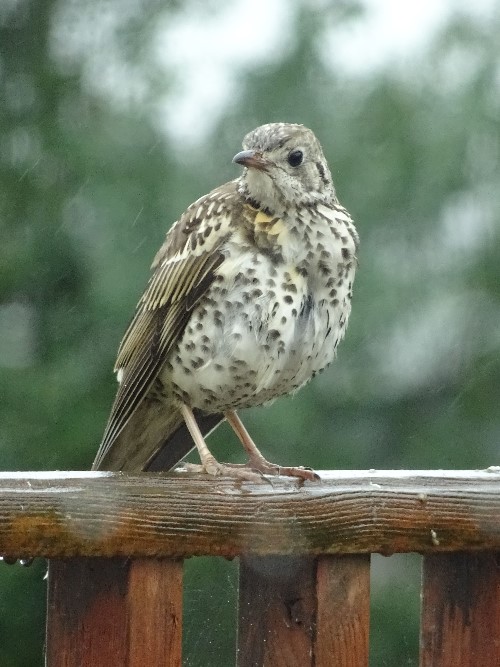 A song Thrush looking at the camera curiously