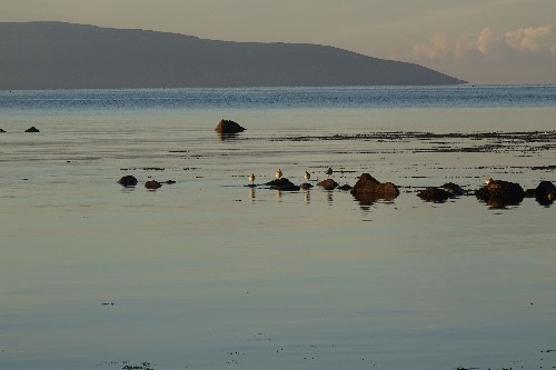 An early bird catches the worm, the Burren hills in the background
