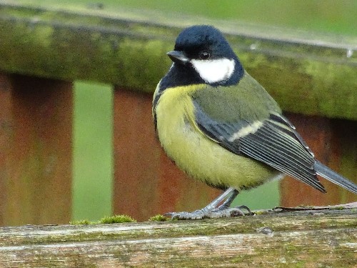 A blue tit standing with pride