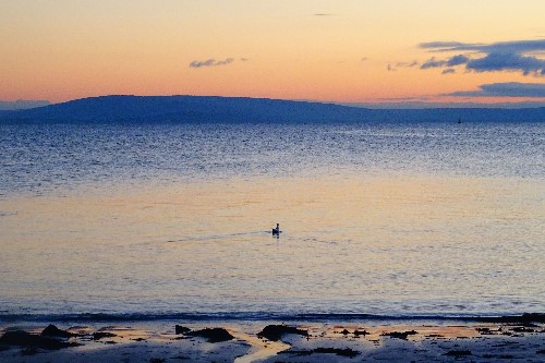 A duck in solitude in a graciously colourful surrounding