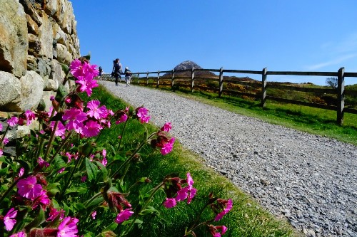 Flowers in the foreground with a Mother & sun hiking up Diamond hill under blue sky