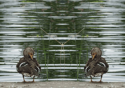 A mirror image of a duck that almost looks like to is a about to say shucks response to a beautiful compliment