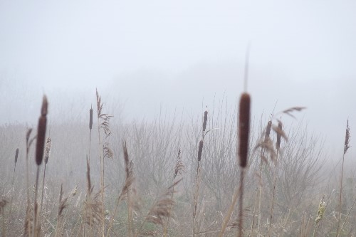 Very atmospheric image in a corn field with thick fog