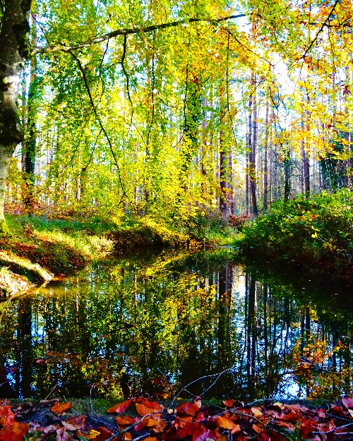 Beautiful reflections in a tranquil pond in Portumna Forest