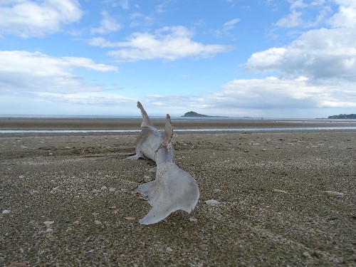 A shark stranded on Portmarnock beach, Dublin