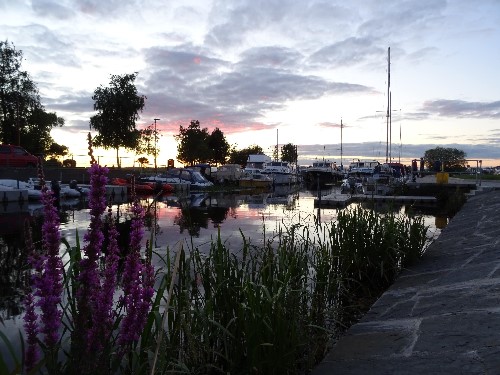 Voilet flowers complimented by a voilet sky & Terryglass Harbour
